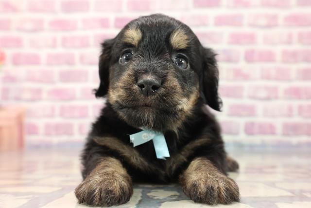 北海道のマルックス (Coo&RIKU室蘭店/2023年7月17日生まれ/男の子/ブラックタン)の子犬