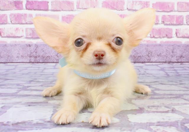 兵庫県のチワワ(ロング) (Coo&RIKU伊丹店/2023年7月13日生まれ/男の子/クリーム)の子犬