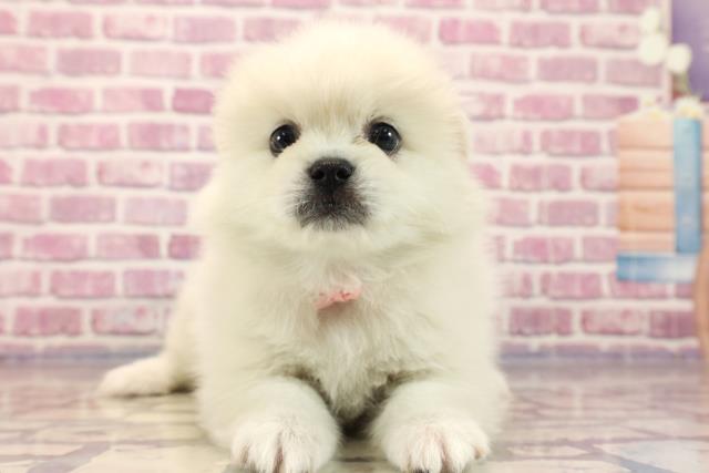 千葉県のハーフ犬 (Coo&RIKU東船橋店/2023年7月11日生まれ/女の子/ホワイト(白))の子犬