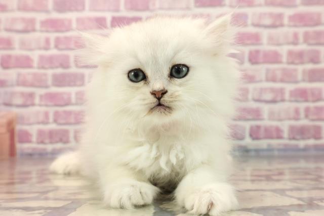 山形県のペルシャ (Coo&RIKUイオンタウン酒田店/2023年7月17日生まれ/女の子/シルバー)の子猫