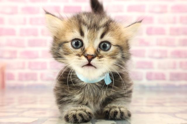 栃木県のミヌエット (Coo&RIKU宇都宮店/2023年7月16日生まれ/男の子/ブラウンタビー)の子猫