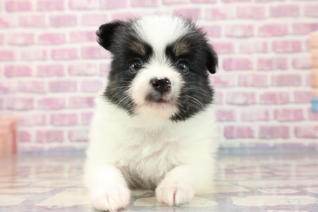 新潟県のハーフ犬 (Coo&RIKU新潟東店/2023年7月17日生まれ/男の子/ホワイトブラックタン)の子犬