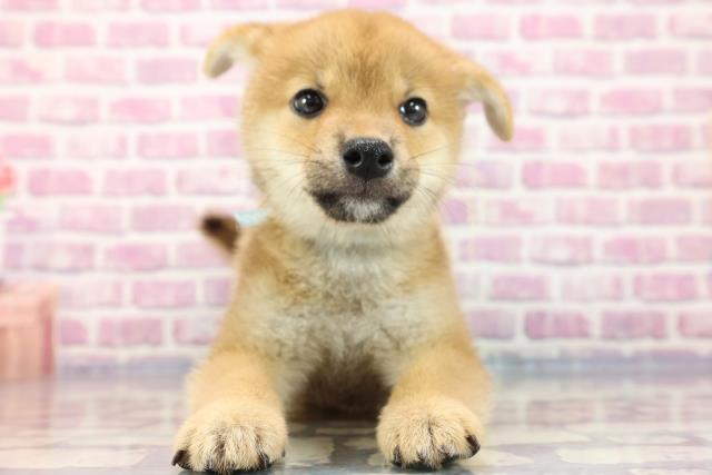栃木県の柴犬 (Coo&RIKU小山店/2023年7月15日生まれ/男の子/レッド(赤))の子犬