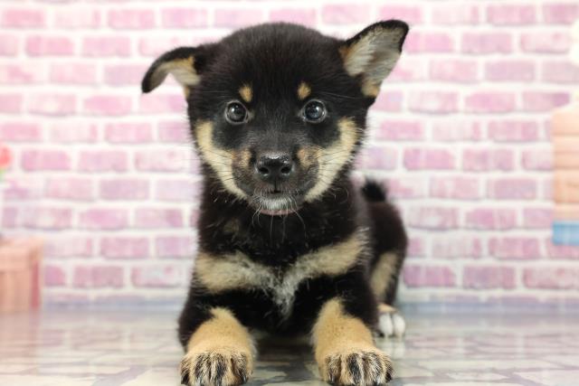 北海道の柴犬 (Coo&RIKU北見店/2023年7月15日生まれ/女の子/ブラック(黒))の子犬
