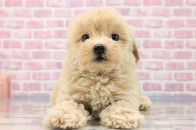 千葉県のマルプー (Coo&RIKU東船橋店/2023年7月18日生まれ/男の子/クリーム)の子犬