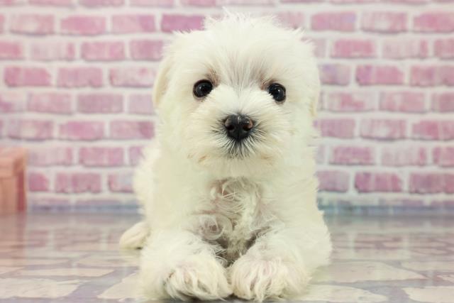 埼玉県のハーフ犬 (Coo&RIKU所沢店/2023年7月18日生まれ/男の子/ホワイト(白))の子犬