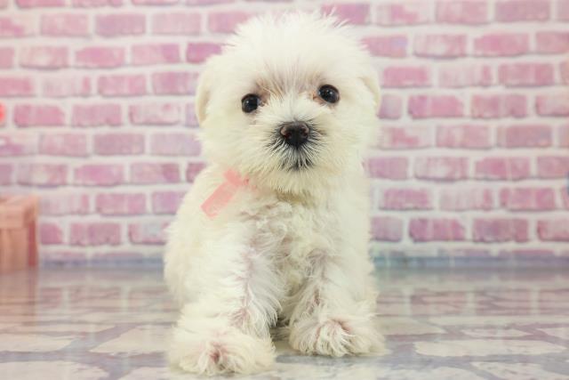 神奈川県のハーフ犬 (Coo&RIKU相模原店/2023年7月18日生まれ/女の子/ホワイト(白))の子犬