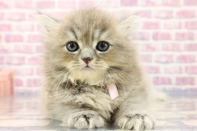 栃木県のラガマフィン (Coo&RIKU宇都宮店/2023年7月19日生まれ/女の子/ブルーパッチドタビー)の子猫