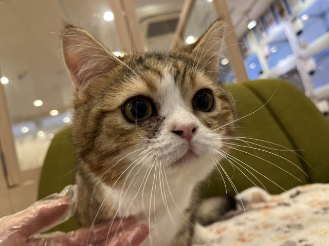 埼玉県のマンチカン (Coo&RIKUアニマルケアセンター大宮/2023年7月19日生まれ/男の子/ブラウンタビーホワイト)の子猫