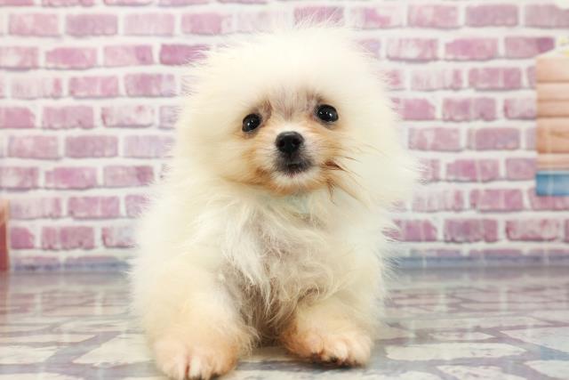 千葉県のポメラニアン (Coo&RIKU東船橋店/2023年7月8日生まれ/男の子/クリーム)の子犬