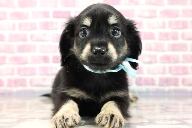 千葉県のチワックス (Coo&RIKU東船橋店/2023年7月13日生まれ/男の子/ブラックイエロー)の子犬