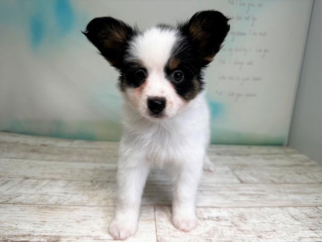 北海道のパピヨン (Coo&RIKU函館店/2023年7月23日生まれ/男の子/トライカラー)の子犬