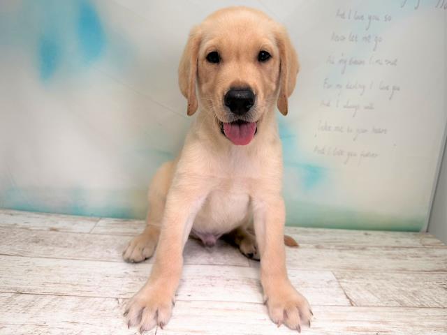 北海道のラブラドールレトリーバー (Coo&RIKU室蘭店/2023年7月21日生まれ/男の子/イエロー)の子犬