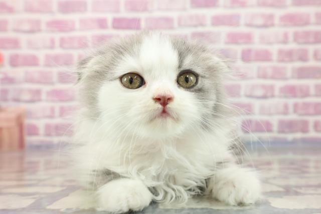 島根県のスコティッシュフォールド (Coo&RIKU出雲店/2023年7月22日生まれ/女の子/ブルータビーホワイト)の子猫