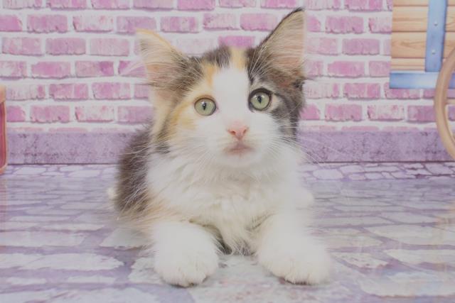 和歌山県のノルウェージャンフォレストキャット (Coo&RIKU和歌山店/2023年7月23日生まれ/女の子/ブラウンパッチドタビーホワイト)の子猫