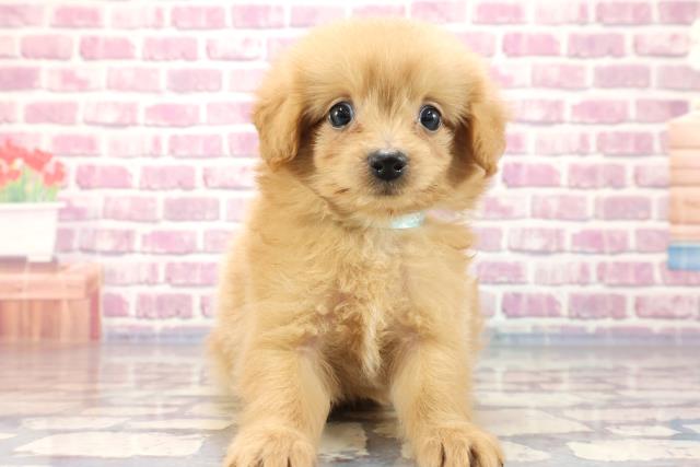 青森県のポメプー (Coo&RIKU青森店/2023年7月9日生まれ/男の子/アプリコット)の子犬