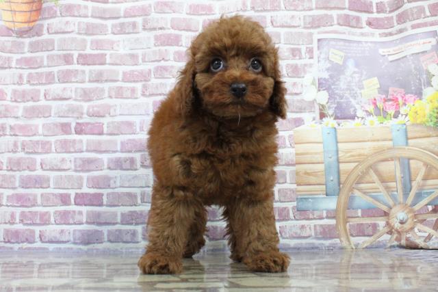 青森県のトイプードル (Coo&RIKU八戸店/2023年7月24日生まれ/女の子/レッド(赤))の子犬