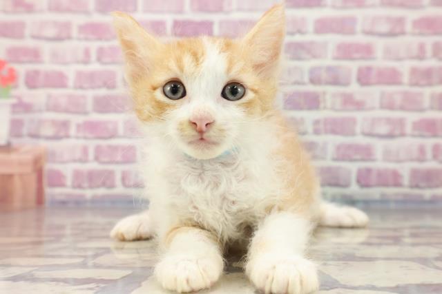 神奈川県のラパーマ (Coo&RIKU秦野店/2023年7月23日生まれ/男の子/レッドタビーホワイト)の子猫