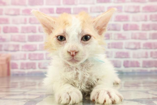 北海道のラパーマ (Coo&RIKU室蘭店/2023年7月23日生まれ/男の子/クリームタビーホワイト)の子猫