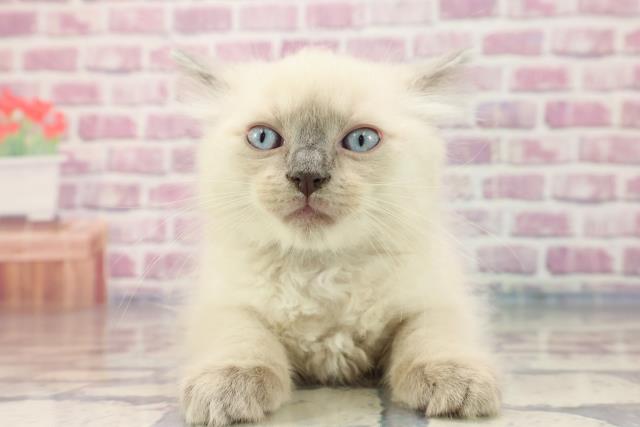 北海道のラグドール (Coo&RIKU岩見沢店/2023年7月21日生まれ/男の子/ブルーポイント)の子猫