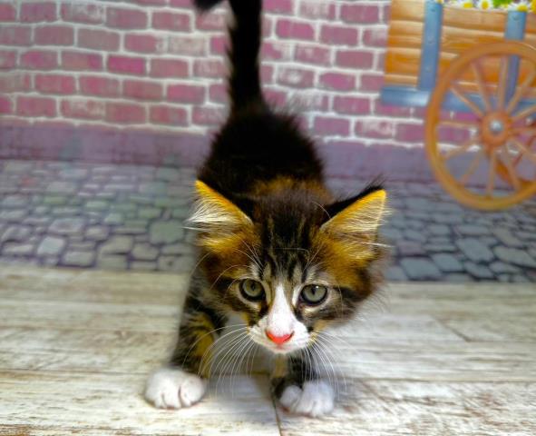 北海道のメインクーン (Coo&RIKU室蘭店/2023年7月19日生まれ/女の子/ブラウンタビーホワイト)の子猫