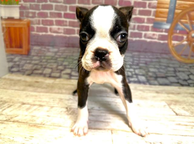 北海道のボストンテリア (Coo&RIKU室蘭店/2023年7月23日生まれ/女の子/ブリンドルホワイト)の子犬