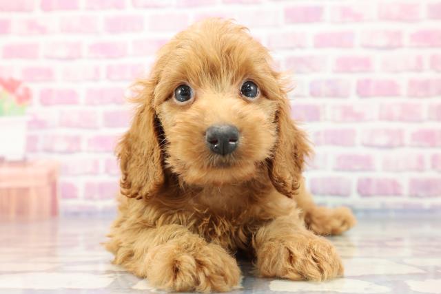 北海道のダップー (Coo&RIKU北見店/2023年7月20日生まれ/男の子/レッド(赤))の子犬