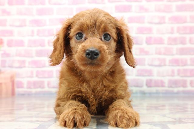 北海道のダップー (Coo&RIKU苫小牧店/2023年7月20日生まれ/女の子/レッド(赤))の子犬