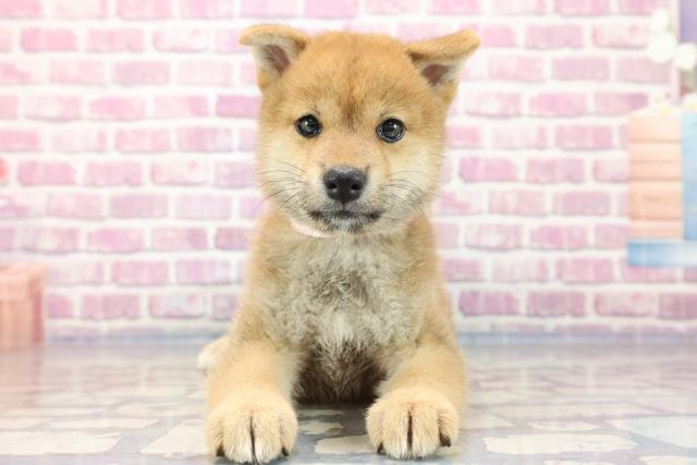 栃木県の柴犬 (Coo&RIKUイオンタウン佐野店/2023年7月21日生まれ/女の子/レッド(赤))の子犬