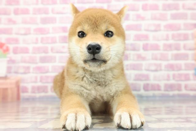 対象生体表示