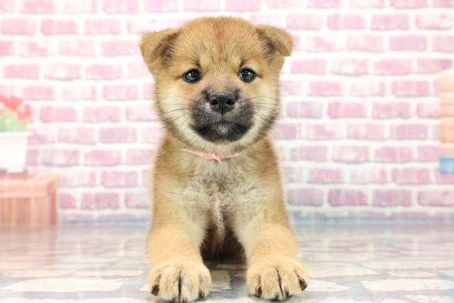 柴犬