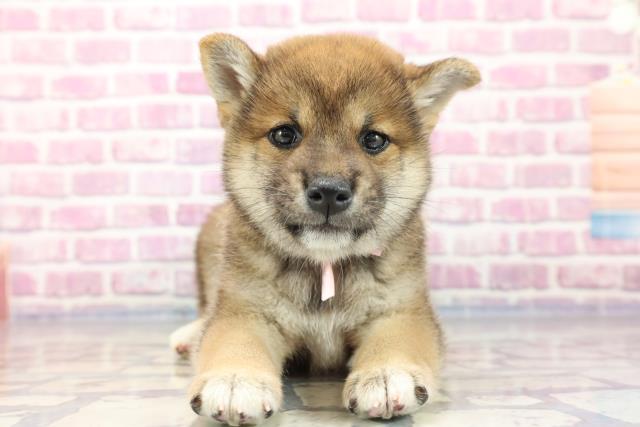 栃木県の柴犬 (Coo&RIKU足利店/2023年7月21日生まれ/女の子/レッド(赤))の子犬