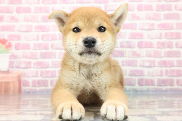 新潟県の柴犬 (Coo&RIKU新潟西店/2023年7月21日生まれ/男の子/レッド(赤))の子犬