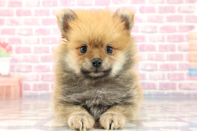 北海道のポメラニアン (Coo&RIKU札幌東店/2023年7月22日生まれ/男の子/オレンジ)の子犬