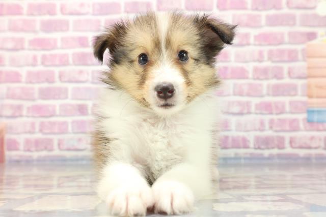 神奈川県のシェットランドシープドッグ (Coo&RIKU相模原店/2023年7月17日生まれ/男の子/セーブルホワイト)の子犬