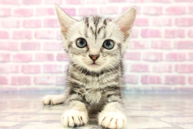 北海道のアメリカンショートヘアー (Coo&RIKU函館店/2023年7月24日生まれ/女の子/シルバータビー)の子猫