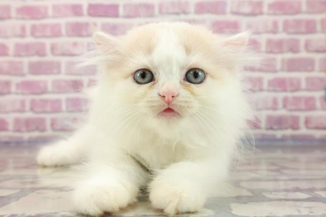 群馬県のスコティッシュフォールド (Coo&RIKU高崎店/2023年7月22日生まれ/女の子/クリームホワイト)の子猫
