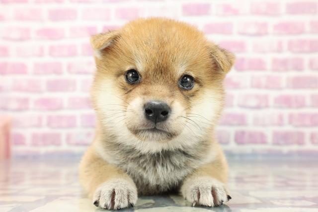 柴犬