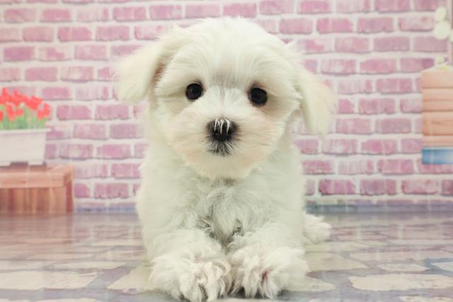 栃木県のマルチーズ (Coo&RIKU足利店/2023年7月25日生まれ/女の子/ホワイト(白))の子犬