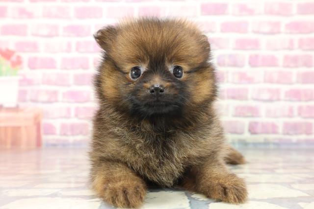 埼玉県のポメラニアン (Coo&RIKU所沢店/2023年7月25日生まれ/女の子/オレンジセーブル)の子犬