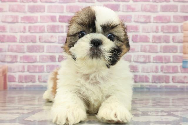 千葉県のシーズー (Coo&RIKU東船橋店/2023年7月26日生まれ/女の子/ホワイトゴールド)の子犬