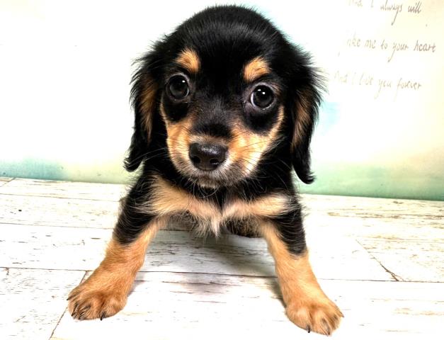 北海道のチワックス (Coo&RIKU岩見沢店/2023年7月25日生まれ/男の子/ブラックタン)の子犬