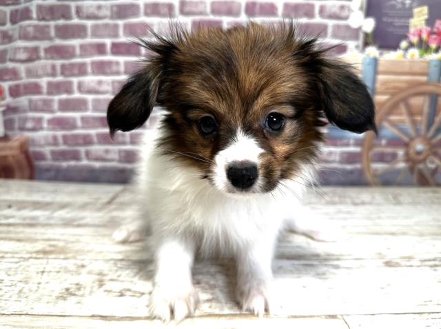 新潟県のパピヨン (Coo&RIKUイオンモール新発田店/2023年7月26日生まれ/女の子/トライカラー)の子犬