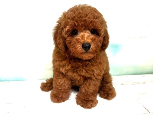 青森県のトイプードル (Coo&RIKU弘前店/2023年7月26日生まれ/男の子/レッド(赤))の子犬