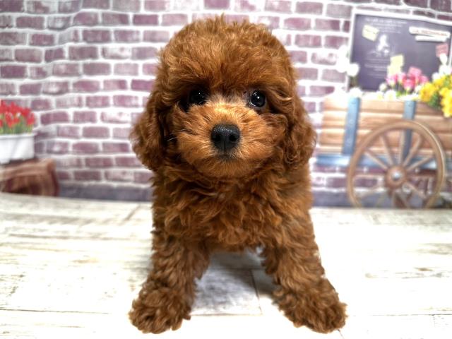 北海道のトイプードル (Coo&RIKU室蘭店/2023年7月26日生まれ/女の子/レッド(赤))の子犬