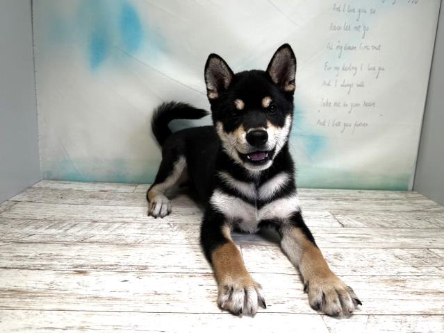 柴犬