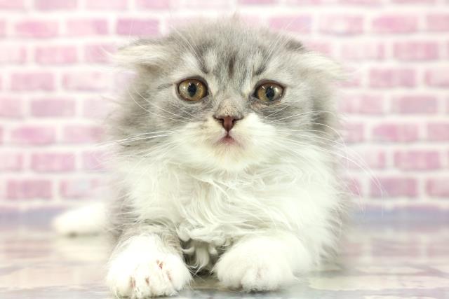 富山県のスコティッシュフォールド (Coo&RIKU富山店/2023年7月28日生まれ/女の子/ブルータビーホワイト)の子猫