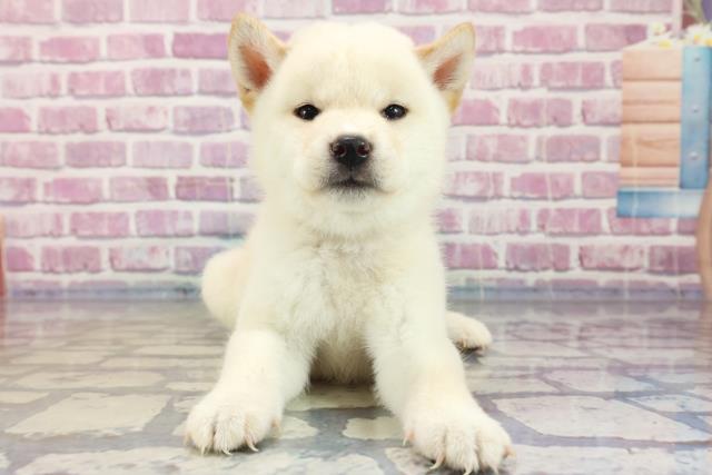 柴犬