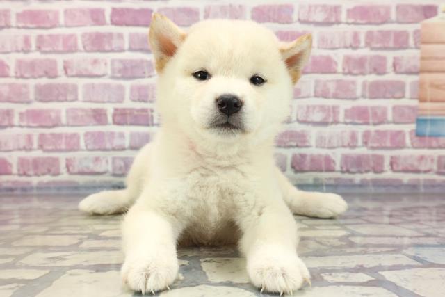 柴犬