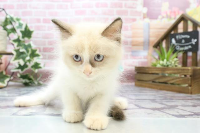 宮崎県のラグドール (Coo&RIKU宮崎店/2023年7月25日生まれ/男の子/シールポイントバイカラー)の子猫